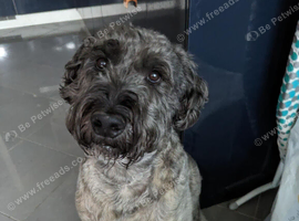Soft Coated Wheaten Terrier x Labradoodle