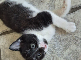 Beautiful kittens