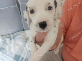 Gorgeous kc reg dalmatian puppies available November