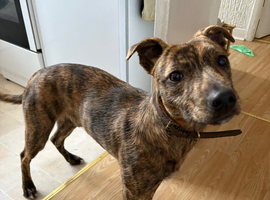 Bull lurcher