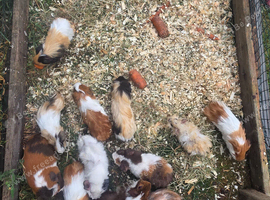 Baby male guinea pigs