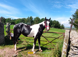 Beautiful BIG yearling
