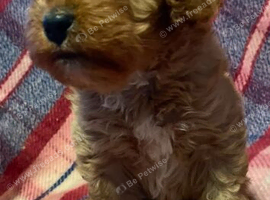 beautiful ruby red f1 cavapoo