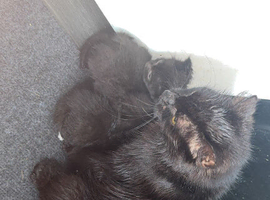 Cute little kittens