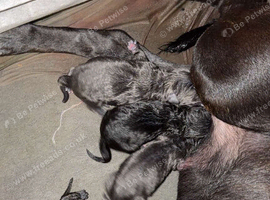 Cane corso cross pups