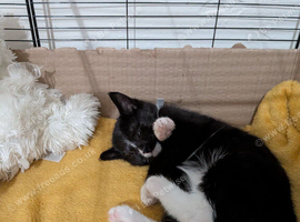 KITTEN