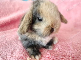 Selection of mini lop babies available