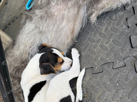 Jack Russel pup male