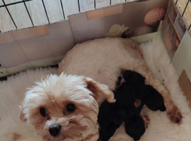 Yorkchipoo