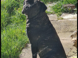 Cane Corso