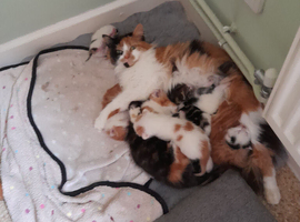 Lovely kittens Looking for their forever homes