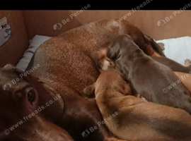 Miniature smooth haired dachshund pupoies for sale