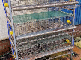 Quail cage's