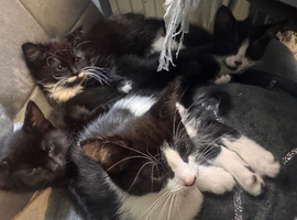 Kittens for sale