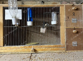Two female finches with a breeding cage