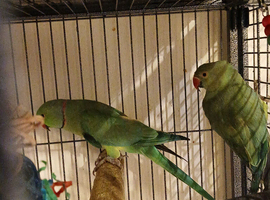 Pair of bonded indian ringnecks for sale