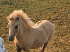 American miniature palomino mare with palomino filly at foot