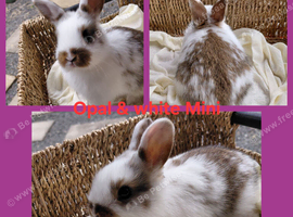 Beautiful Mini bunnies. Possibly females. Not 100%.Ready to leave 7th and 8th Aug. NR watton. No timewasters.