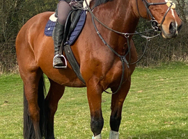 17hh warmblood gelding part loan