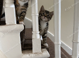 Bengal x Calico Kittens