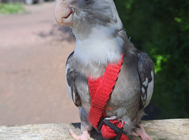 Cockatiel friendly tame
