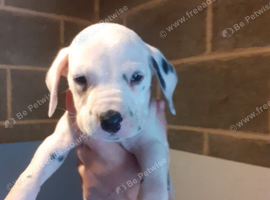 Pedigree Dalmatian puppies