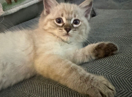 Male ragdoll