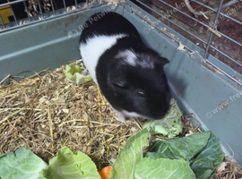 Lovely 2.5-Year-Old Male Guinea Pig Looking for a Good Home