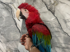 Beautiful Stunning Tame Talking Greenwing Macaw Parrot