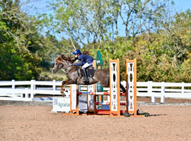 ideal first competition pony/pony club allrounder