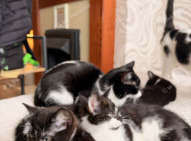 Beautiful little black and white tuxedo kittens