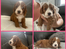 toy cavapoos!!!