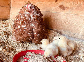 Millieflure hen and her 5 chicks