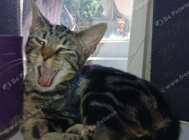 5 month old kittens ready for forever home