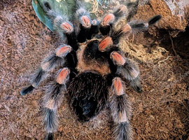 Mature Male mexican red knee b.hamorii