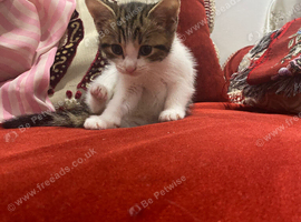 9 week kitten