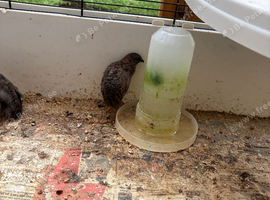 Button quail