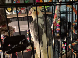 Male cockatiel needs loving home