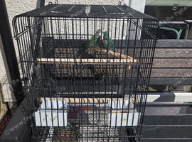 Pair of lovebird with cage
