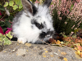 Lion head baby bunnies