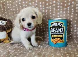 Extra Special Teeny Tiny Cream Girl