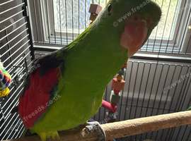 Semi tame crimson wing