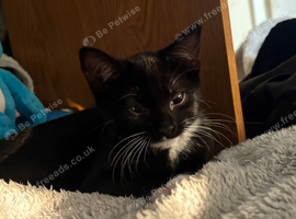 Kitten for sale