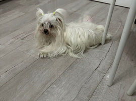 Tiny Maltese adult girl