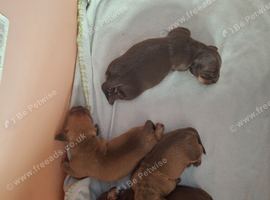 Dachshund puppies