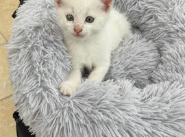 Kittens looking for forever home