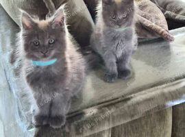 Maine coon pedigree kittens