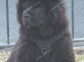 13 weeks