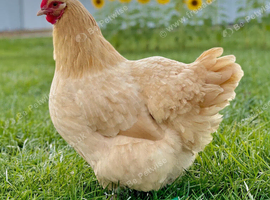 Buff Orpington pullets for sale