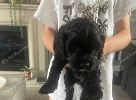 Cavapoo pups